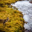 Brown Deer Standing