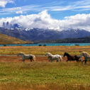 Herd of horses jigsaw puzzle