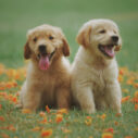 two dogs online jigsaw puzzle