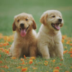 Two dogs jigsaw puzzle