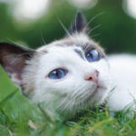 Cat on grass jigsaw puzzle