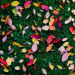 Leaves jigsaw puzzle