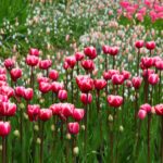Pink flowers jigsaw puzzle