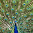 peacock free online jigsaw puzzle