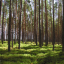 forest free online jigsaw puzzle