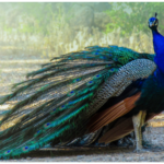 Peacock free jigsaw puzzle